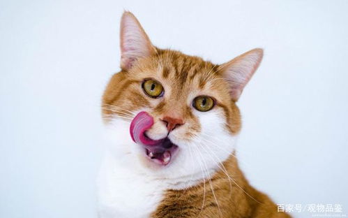 猫咪气喘吁吁 吐舌头喘气,猫咪夏天吐舌头喘气是什么意思