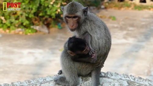 小猴饿了,猴姐不让小猴离开 