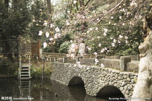 河上砖桥樱花图片 