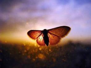 关于化茧成蝶的诗句有哪些