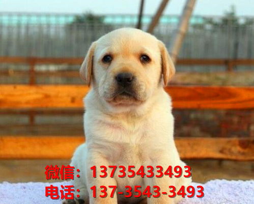 金华宠物狗狗犬舍出售纯种拉布拉多犬 宠物狗市场在哪卖狗的地方 拉布拉多导盲犬