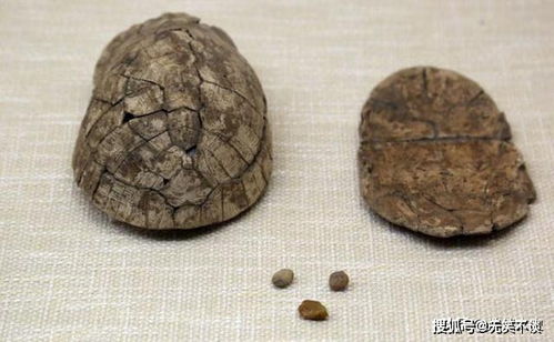 出土的龟甲可不仅是祭祀和占卜,从考古与民族学正解龟甲器