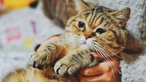 猫被气哭了,原因是邻居家猫咪闯进家里,吃它的猫粮,用它的猫砂