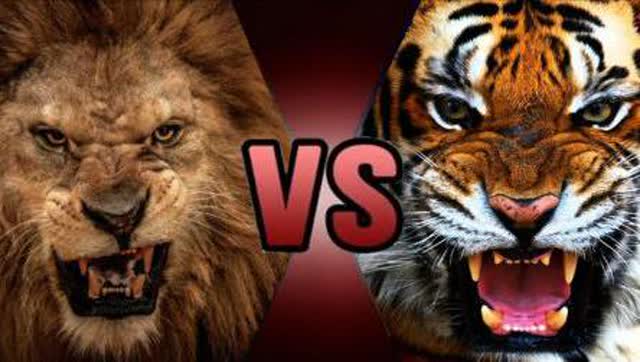 狮子vs老虎,究竟谁才是真正的动物界一哥 