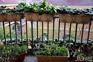 16个阳台蔬菜种植案 