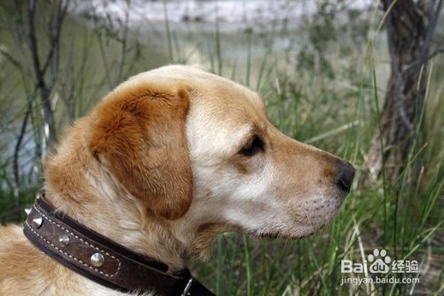 拉布拉多训犬教程 训练狗狗衔取的五种方法 
