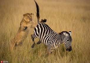 肯尼亚母狮猎杀斑马精彩画面 