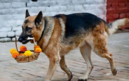 德国牧羊犬一直被 误会 ,这几点,养过的都知道