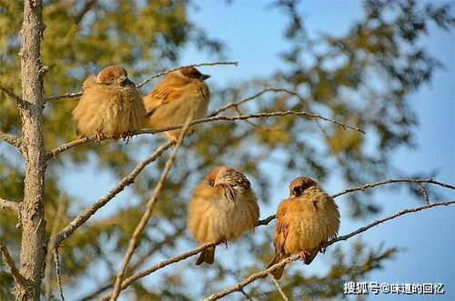 随处可见的麻雀大多是进口的,为什么很难见到本土麻雀了