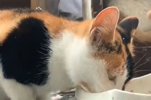 烟台 猫妈 救助流浪猫,自费给猫绝育,不接受捐款,已持续20年