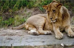 六维自然 初生牛犊不怕虎,小眼镜蛇竟也不害怕一群狮子大猫 