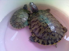 巴西龟可以一大一小养吗？母的大，公的小？