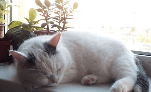 猫咪在睡觉之前,一般会有这些动作,让自己睡得更舒服