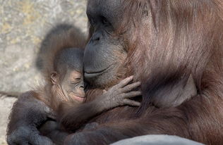 美公园猩猩母女相继产子共享温馨时光 