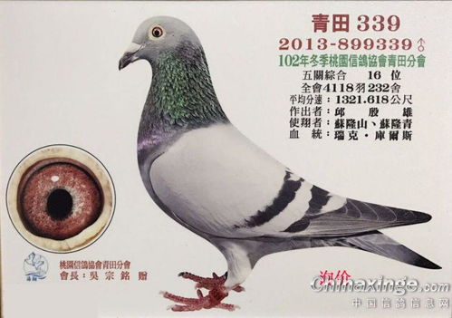 台湾赛鸽 