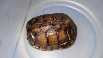 乌龟的壳腐烂是为什么？