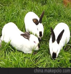 獭兔价格 獭兔养殖行情 獭兔养殖成本獭兔皮