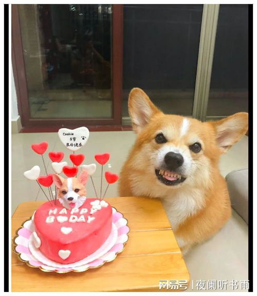 狗狗可以吃奶油吗,狗狗可以吃生日蛋糕上的奶油吗