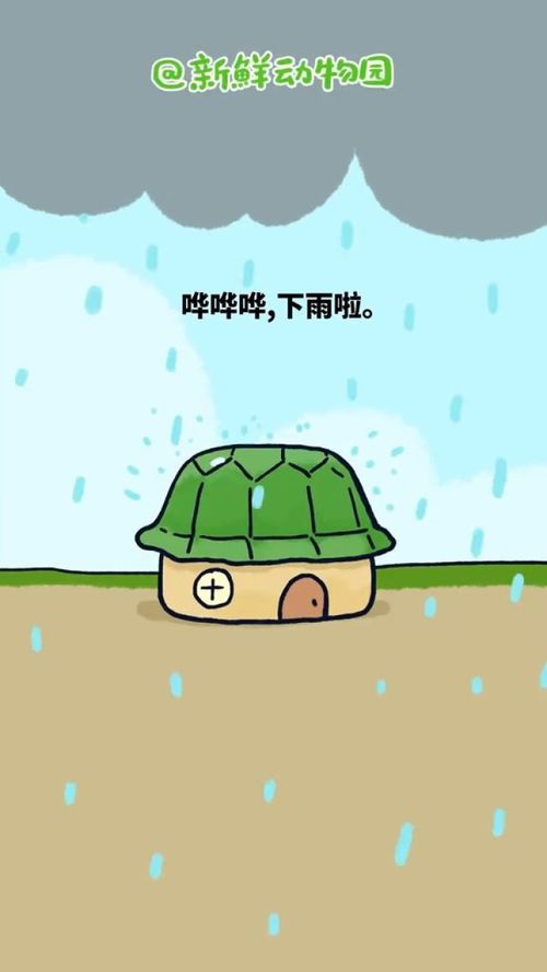 哗哗哗下雨啦,小乌龟家的房子漏雨啦 