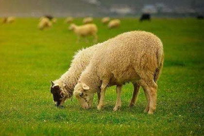 2019年属羊的人家里财位摆放什么最招财