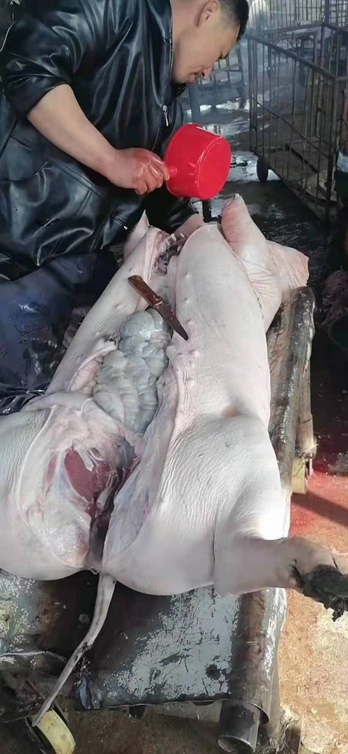 长沙黑猪肉 黑猪肉多少钱一斤 