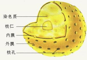 细胞核是什么的主要场所