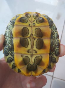 六斤巴西龟是成年了吗？
