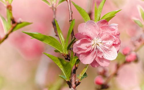 4月中旬,旧爱回归,姻缘再续,倦鸟归巢的三大星座