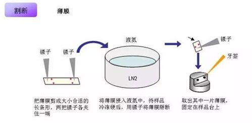 大家都是怎么制SEM的样品的