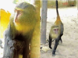 科学家在非洲发现猴子新类别 洛马米恩斯长尾猴 