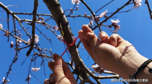 春暖花开丨果园挂满小红管,梨小食心虫防治好方法