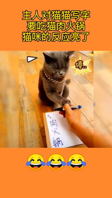 主人对猫猫写字,要吃猫肉火锅,猫咪的反应亮了 