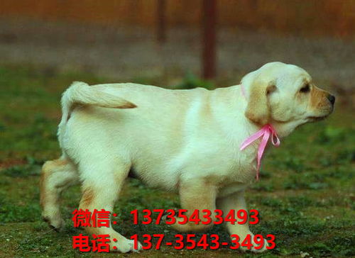 萍乡宠物狗狗犬舍出售纯种拉布拉多幼犬网上买狗卖狗网站在哪里有狗市场