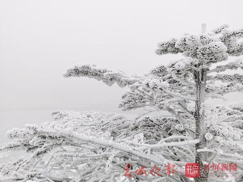 雪下得那么不认真,昆明咋好意思这么冷 专家 1个月4次寒潮就怪 它