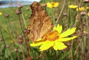 为什么枯叶蝶被列入国家保护动物之列 