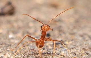 梦到一只蚂蚁是什么意思(梦见好大一只蚂蟥)