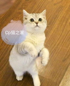 成都猫舍成都靠谱的正规猫舍CP猫之家,吸猫的主子们看过来