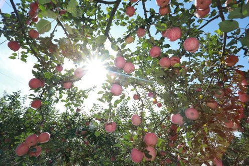 延川苹果丰收了,百名主播齐上阵,助力果农实现致富梦