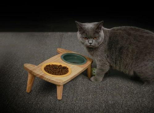 猫咪不爱喝水怎么办 喵赞宠物家居的小秘籍来啦