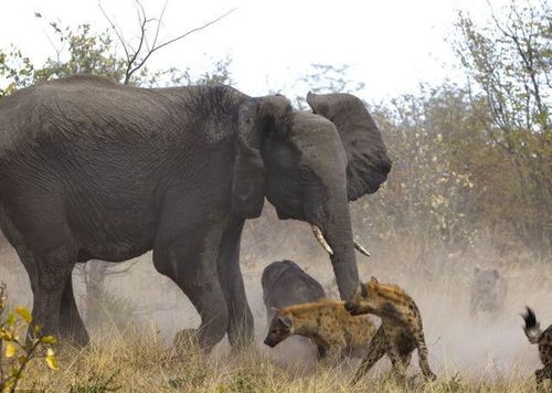 鬣狗当大象的面偷袭小象, 大象 你们是不是瞎啊