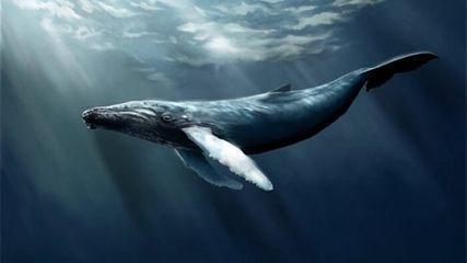 鲸死后沉入海底,3年内身体到底会发生什么神奇变化 看完后心情沉重