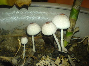 家里长蘑菇了,谁来告诉我这是什么品种 