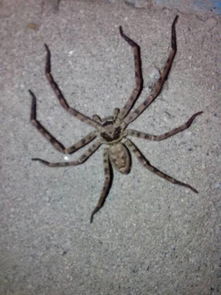 大家看看这是什么蜘蛛 我是四川的今天发现了一种蜘蛛,很大,不知道有没有毒啊