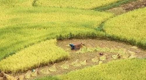 农民要退出土地承包 有补偿吗 土地迎来变化,官方这样表态