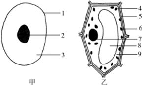 动物细胞和植物细胞的区别示意图 信息评鉴中心 酷米资讯 Kumizx Com