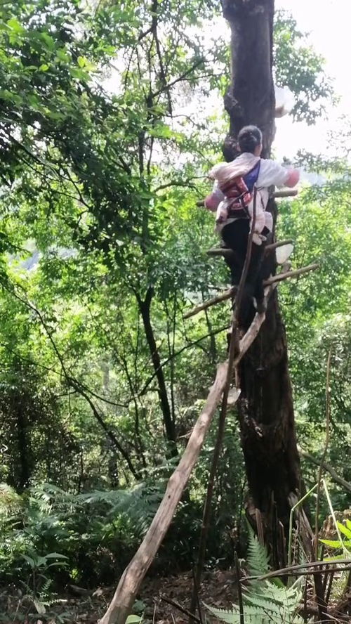 为了割松油,宝妈背着孩子爬树,看得我心都揪起来了 