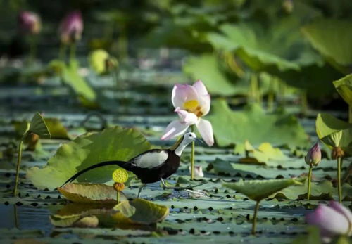 荷花池上的 水凤凰