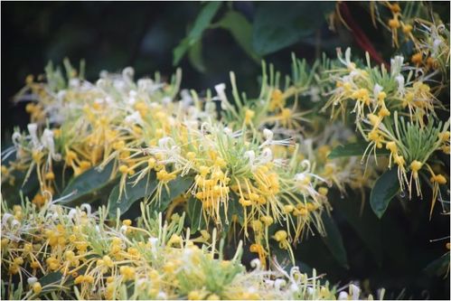 金银花什么季节开花花期在每年的几月份,豫金一号金银花开花多长时间开花