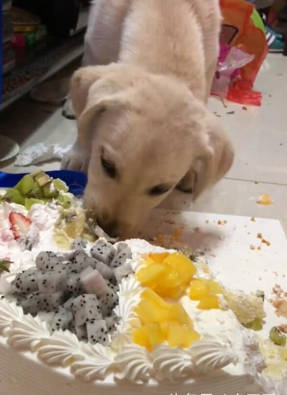 小狗疯狂吃大块蛋糕,主人气疯 自己的生日蛋糕被狗吃