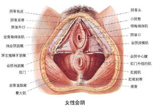妇科专家张贤华带你全面了解女性生殖系统